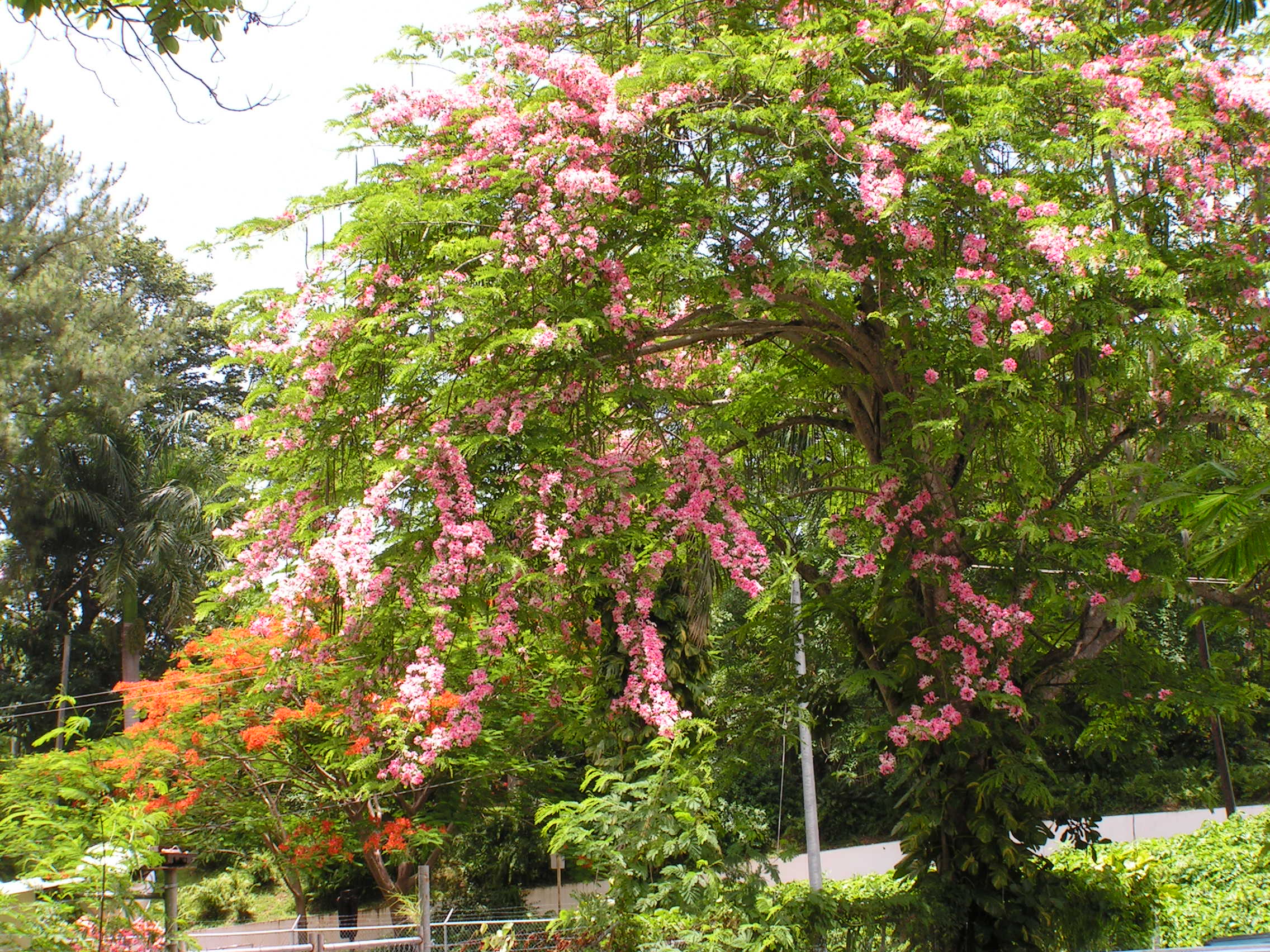 ./2005/Puerto Rico/Part 2/PICT0140.JPG